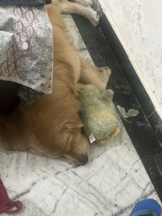 Illustration de l'article : Confrontée à un grand dilemme, une future mariée choisit son chien plutôt que son époux