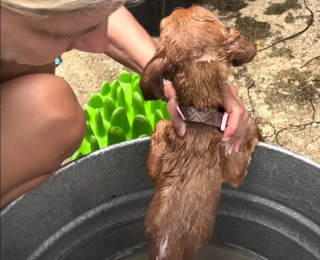 Illustration de l'article : Un chiot attaché au mur par une courte chaîne voit sa vie changer pour le meilleur grâce à 2 bénévoles déterminées