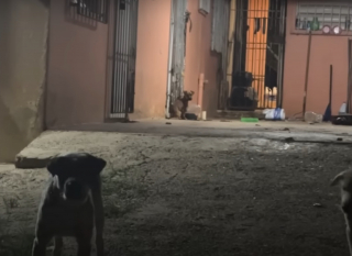 Illustration de l'article : Un chiot attaché au mur par une courte chaîne voit sa vie changer pour le meilleur grâce à 2 bénévoles déterminées