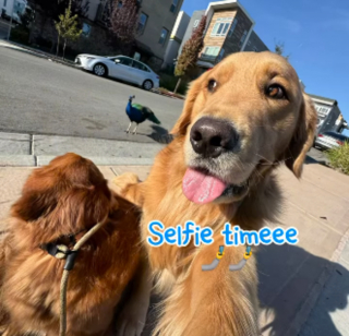 Illustration de l'article : La rencontre entre 2 Golden Retrievers et un paon donne lieu à un face-à-face insolite durant lequel chaque chien affiche une attitude différente (vidéo)