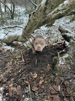 Illustration de l'article : Un chien abandonné dans la forêt n’avait aucune échappatoire jusqu’à ce qu’une femme au grand cœur le découvre