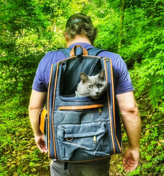 Illustration de l'article : 10 photos de chats et de chiens qui éclaireront votre journée