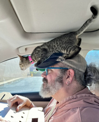Illustration de l'article : 10 photos de chats et de chiens qui éclaireront votre journée