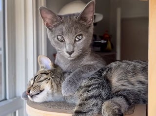 Illustration de l'article : Grâce à sa famille d'accueil, une chatte aveugle rencontre sa meilleure amie pour la vie et trouve le bonheur