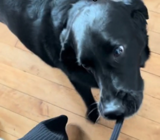 Illustration de l'article : Ce Labrador n'ayant pas pu devenir chien guide tient malgré tout à rendre service et applique scrupuleusement ce qu'il a appris (vidéo)