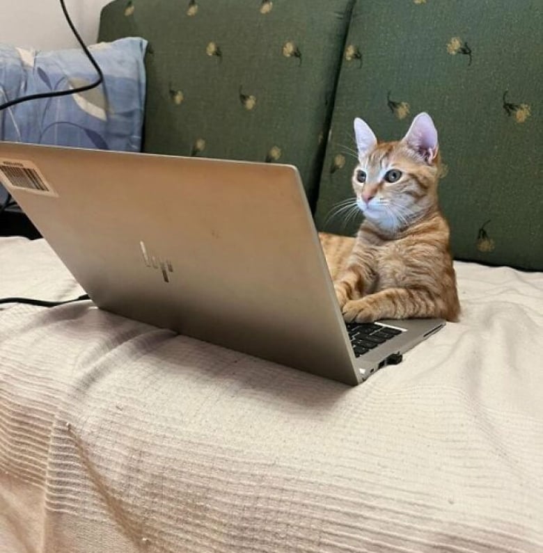 Illustration de l'article : 18 photos de chats qui se montrent très investis au travail