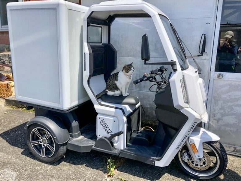 Illustration de l'article : 18 photos de chats qui se montrent très investis au travail