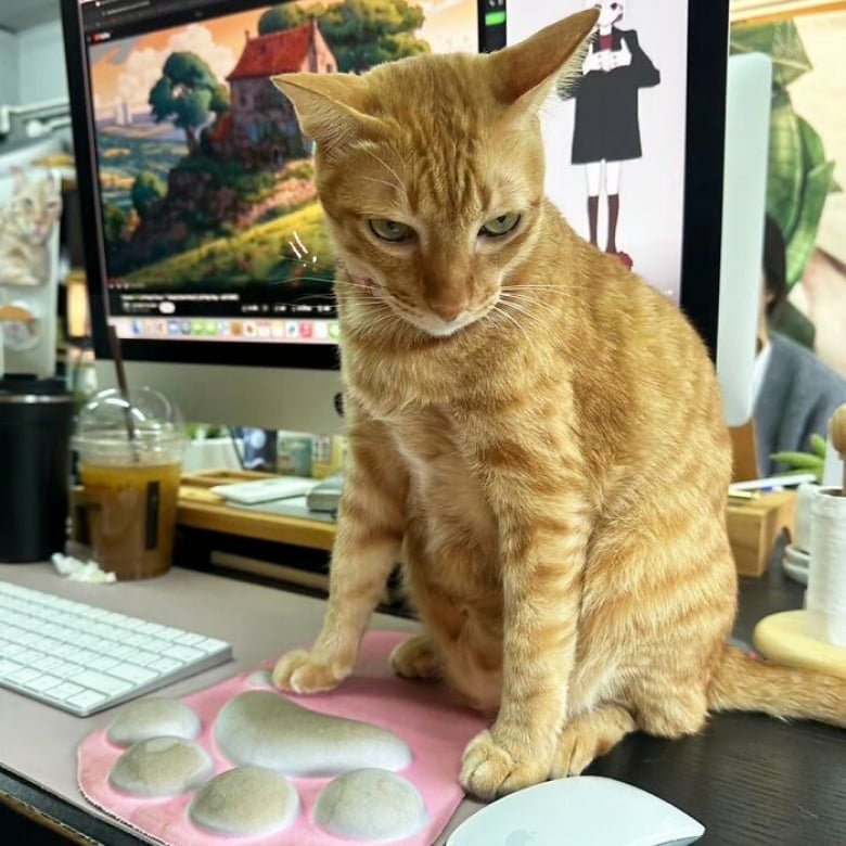 Illustration de l'article : 18 photos de chats qui se montrent très investis au travail