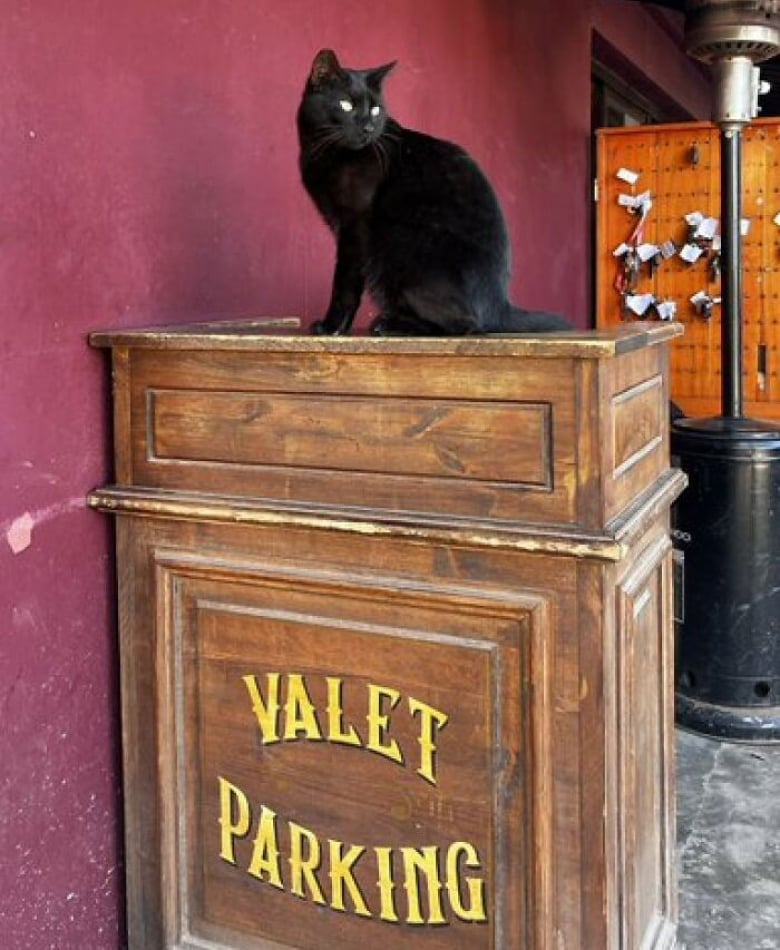 Illustration de l'article : 18 photos de chats qui se montrent très investis au travail