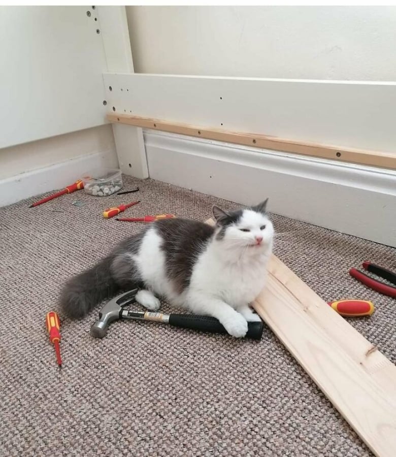 Illustration de l'article : 18 photos de chats qui se montrent très investis au travail