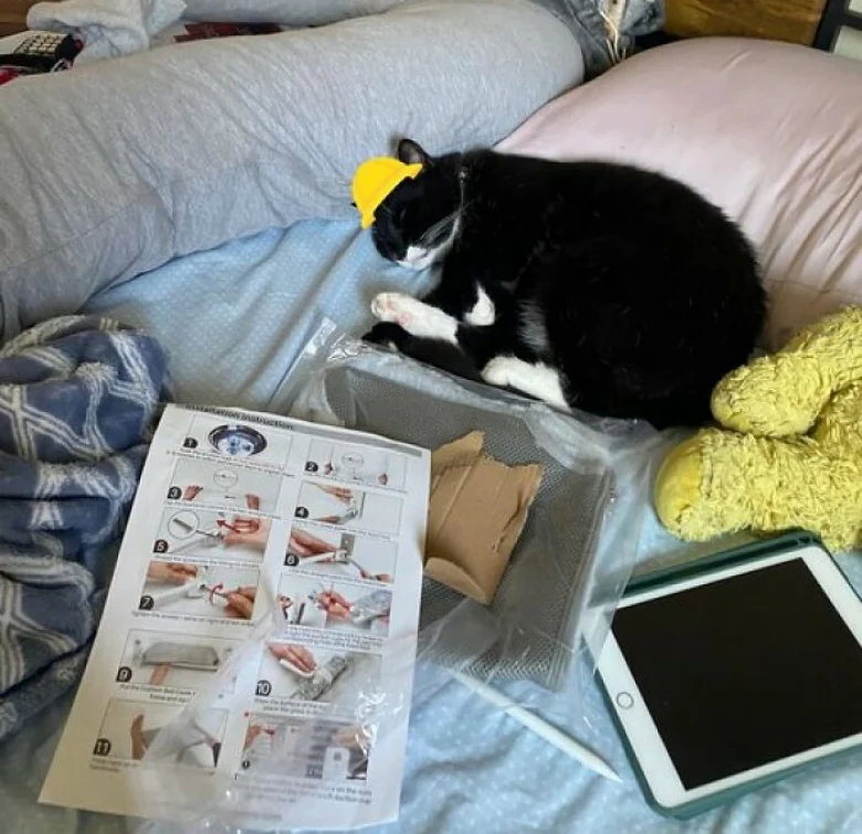 Illustration de l'article : 18 photos de chats qui se montrent très investis au travail