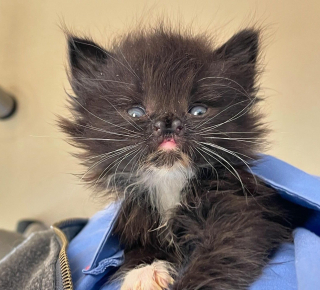 Illustration de l'article : Un minuscule chaton au museau fendu savoure la vie de ses rêves grâce à sa famille d'accueil aimante
