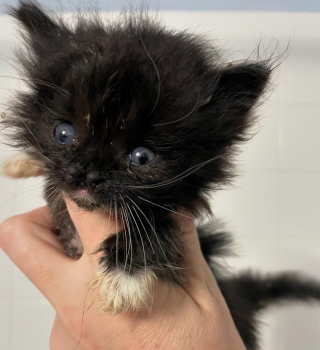 Illustration de l'article : Un minuscule chaton au museau fendu savoure la vie de ses rêves grâce à sa famille d'accueil aimante