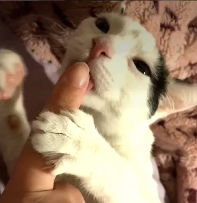 Illustration de l'article : Une mère d’accueil émet une hypothèse expliquant pourquoi cette chatonne a du mal à trouver sa famille pour la vie