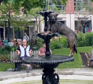 Illustration de l'article : Un chien en quête de fraîcheur se transforme en statue pour ne faire qu'un avec la fontaine (vidéo)