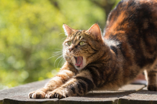 Illustration de l'article : 12 informations que vous ne connaissiez peut-être pas à propos des chats