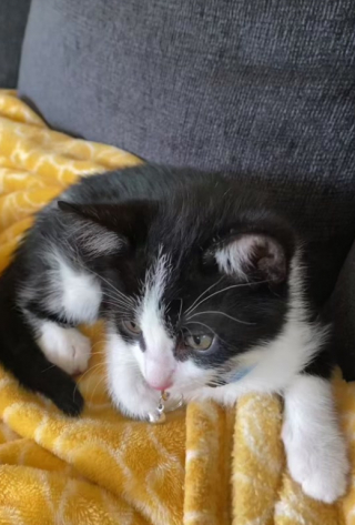 Illustration de l'article : En 3 minutes chrono, un chat laissé sans surveillance dérègle complètement l’ordinateur de son maître (vidéo) 