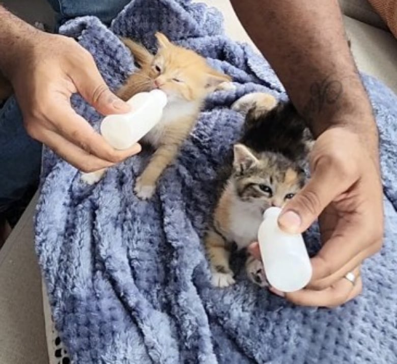 Illustration de l'article : Ces 5 chatons suivent leur père d’accueil partout, comme des petits canetons (vidéo)