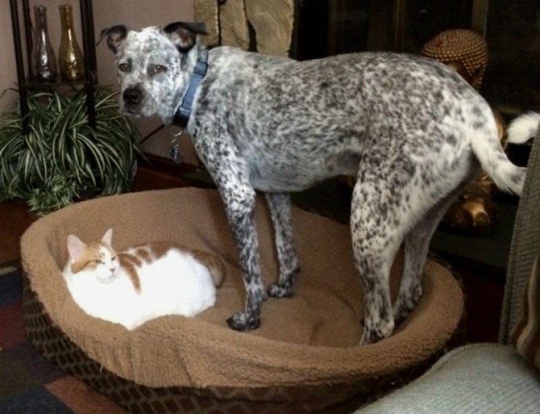 Illustration de l'article : 17 chats qui adorent prendre leurs aises près de leurs compagnons canins