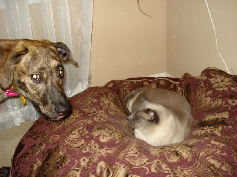 Illustration de l'article : 17 chats qui adorent prendre leurs aises près de leurs compagnons canins