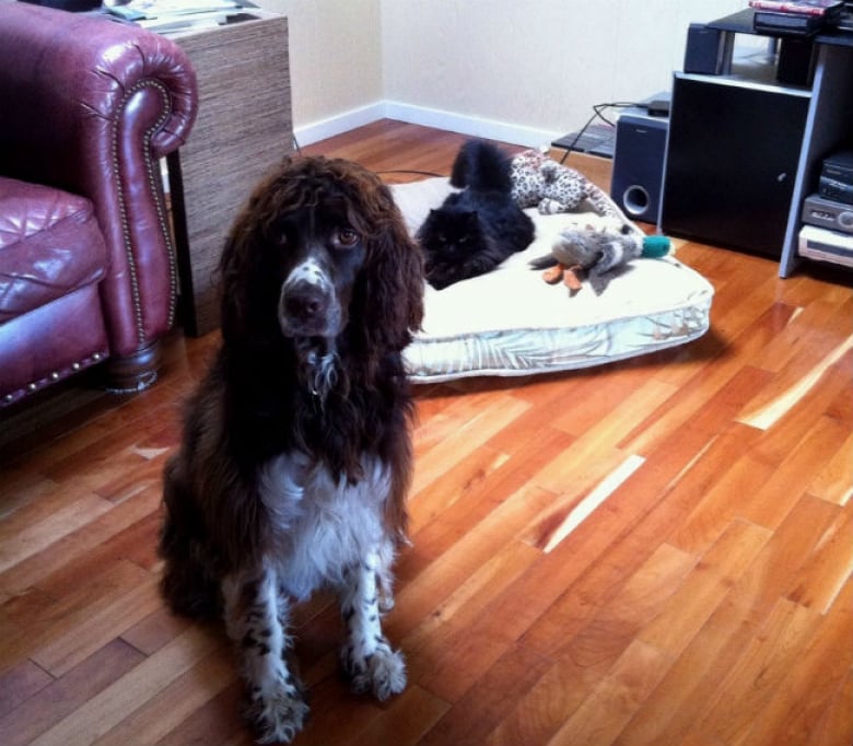 Illustration de l'article : 17 chats qui adorent prendre leurs aises près de leurs compagnons canins