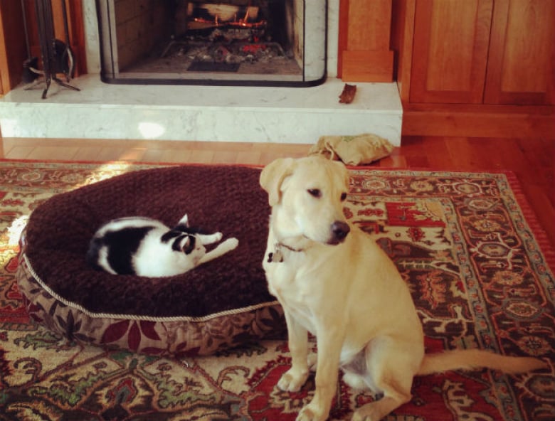 Illustration de l'article : 17 chats qui adorent prendre leurs aises près de leurs compagnons canins