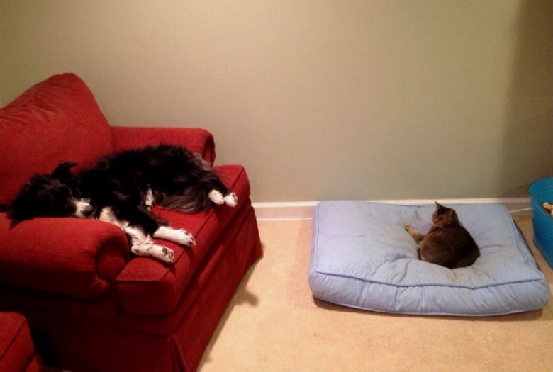 Illustration de l'article : 17 chats qui adorent prendre leurs aises près de leurs compagnons canins