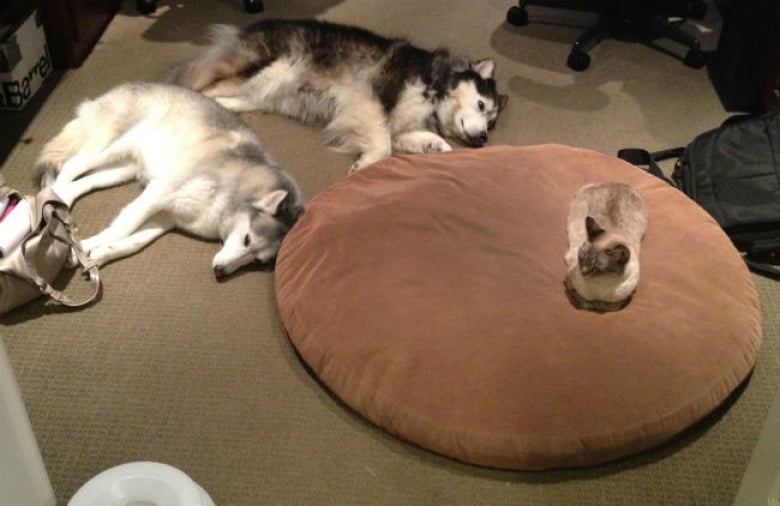 Illustration de l'article : 17 chats qui adorent prendre leurs aises près de leurs compagnons canins