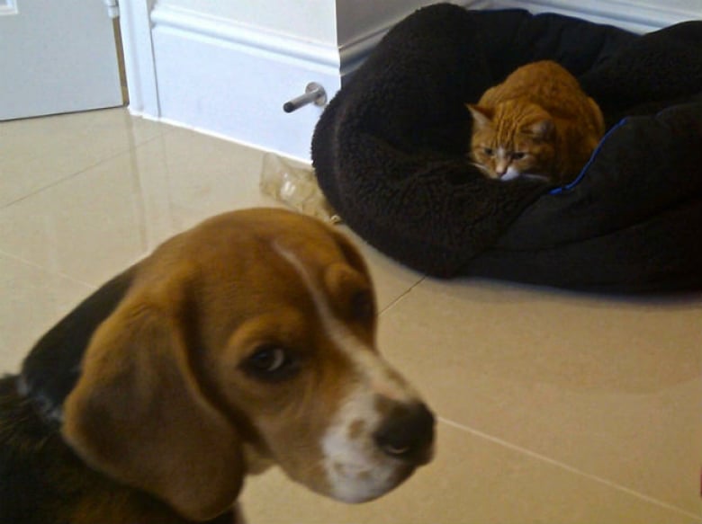 Illustration de l'article : 17 chats qui adorent prendre leurs aises près de leurs compagnons canins