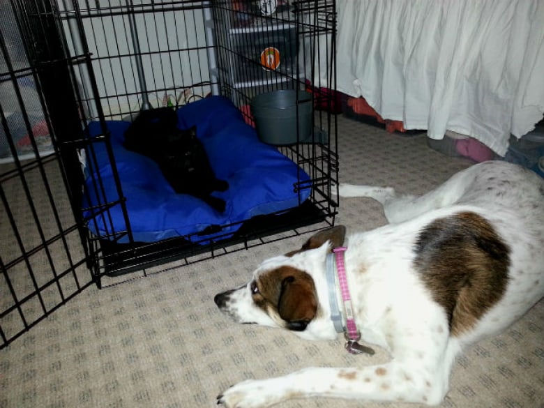 Illustration de l'article : 17 chats qui adorent prendre leurs aises près de leurs compagnons canins