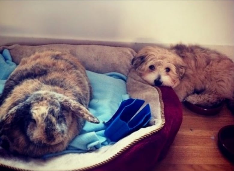 Illustration de l'article : 17 chats qui adorent prendre leurs aises près de leurs compagnons canins