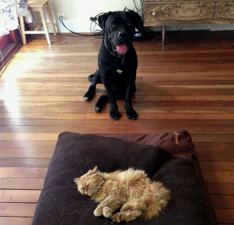 Illustration de l'article : 17 chats qui adorent prendre leurs aises près de leurs compagnons canins