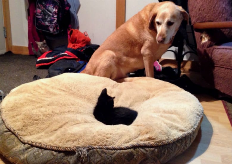 Illustration de l'article : 17 chats qui adorent prendre leurs aises près de leurs compagnons canins