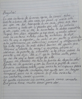 Illustration de l'article : La lettre d'appel à l'aide poignante au sujet d'une chienne errante dont personne ne voulait parvient à une bénévole déterminée à lui offrir la vie heureuse qu'elle mérite