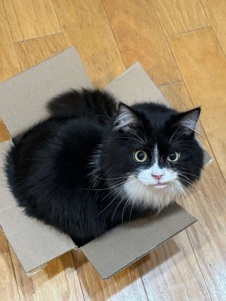 Illustration de l'article : Un chat intrigué par la nouvelle imprimante de sa maîtresse décide de s'asseoir dessus et crée une véritable oeuvre d'art