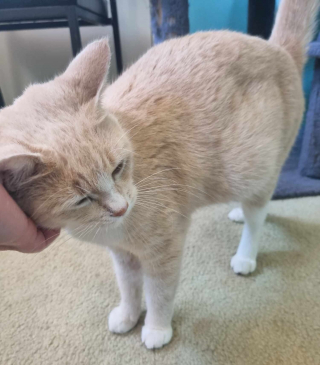Illustration de l'article : Une chatte qui passait son temps à se cacher dans la rue reçoit l'aide dont elle rêvait et met bas dans un foyer chaleureux