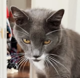 Illustration de l'article : Une jeune femme qui n’a pas d’animaux profite des visites quotidiennes des 7 chats de sa voisine qui l’ont choisie comme coparent (vidéo)