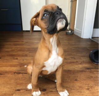Illustration de l'article : 18 photos de chiens, dont le regard vous fera assurément craquer