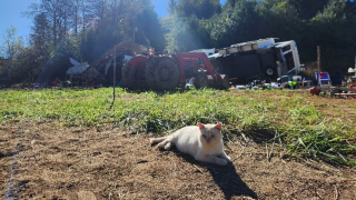 Illustration de l'article : Une famille ne pensait plus revoir son chat après qu'il ait été emporté par les flots sur le toit d’un camping-car lors d’une violente tempête