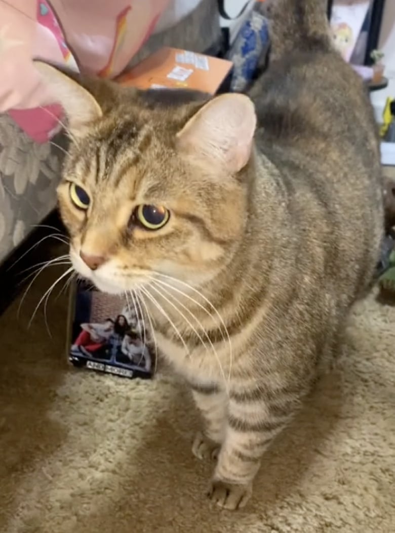 Illustration de l'article : Déterminée à être adoptée, cette chatte emploie les grands moyens pour attirer l’attention (vidéo)