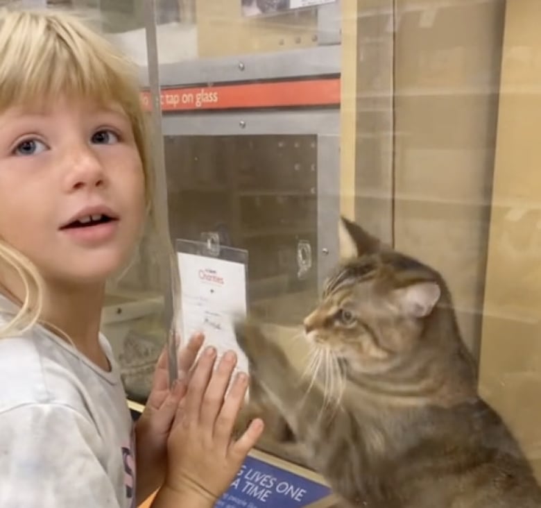 Illustration de l'article : Déterminée à être adoptée, cette chatte emploie les grands moyens pour attirer l’attention (vidéo)