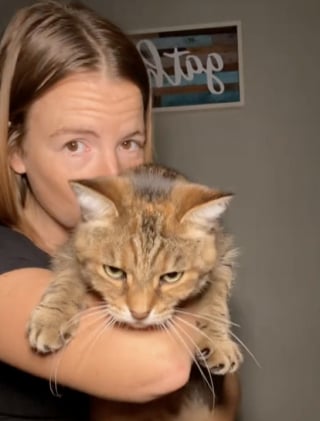 Illustration de l'article : Une chatte de refuge choisit sa famille et emploie les grands moyens pour attirer son attention (vidéo)
