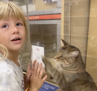 Illustration de l'article : Une chatte de refuge choisit sa famille et emploie les grands moyens pour attirer son attention (vidéo)