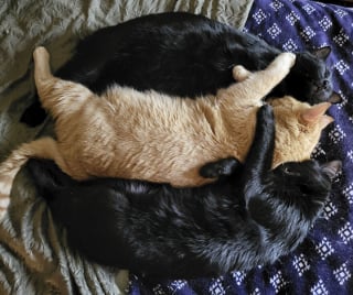 Illustration de l'article : 16 photos qui prouvent qu’être propriétaire de plusieurs chats procure encore plus d’amour
