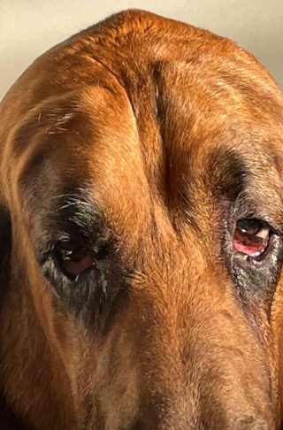 Illustration de l'article : Grâce à un lifting, ce chien qui ne voyait plus à cause de l'affaissement de sa peau profite à nouveau de la vie