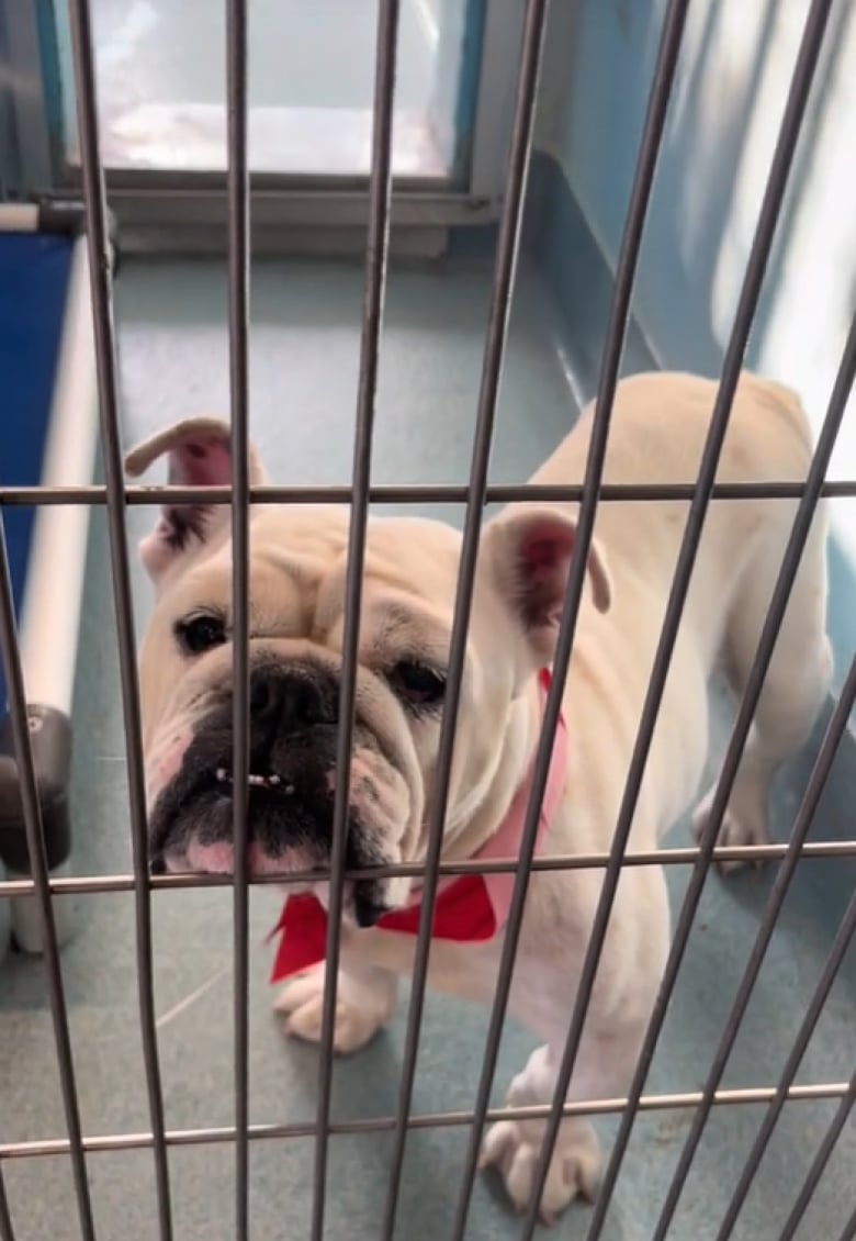 Illustration de l'article : En allant au refuge pour adopter un chien, cette jeune femme ne s’imaginait pas rentrer avec le triple