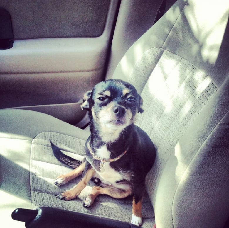 Illustration de l'article : 18 animaux de compagnie pour qui se rendre chez le vétérinaire est un véritable drame