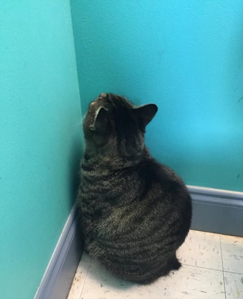 Illustration de l'article : 18 animaux de compagnie pour qui se rendre chez le vétérinaire est un véritable drame