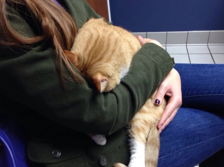 Illustration de l'article : 18 animaux de compagnie pour qui se rendre chez le vétérinaire est un véritable drame