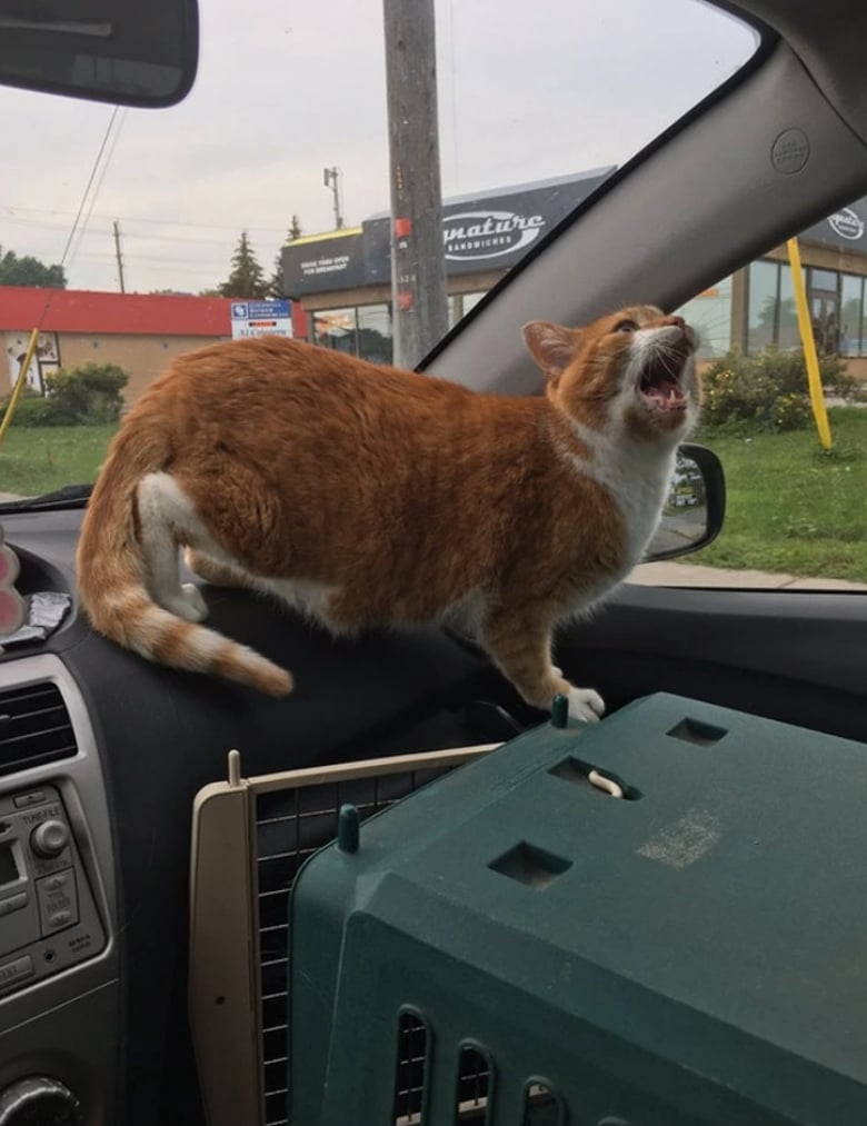 Illustration de l'article : 18 animaux de compagnie pour qui se rendre chez le vétérinaire est un véritable drame